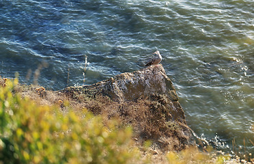 Image showing Seagull sitting on a rock 