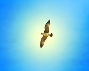 Image showing Beautiful seagull sea  