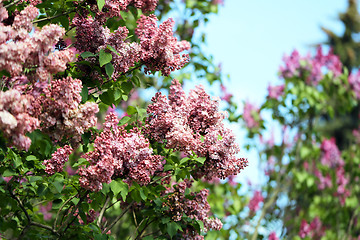 Image showing Beautiful lilac flowers  