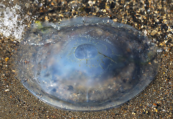 Image showing round jellyfish lying  