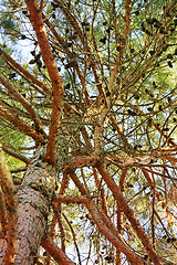 Image showing Pine a needles  