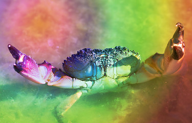 Image showing Marine crab in the water 