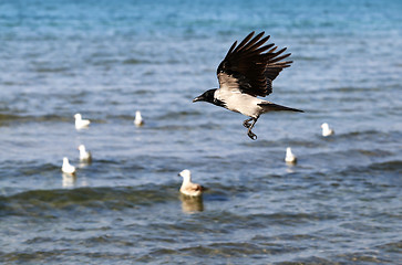 Image showing Beautiful raven flying  