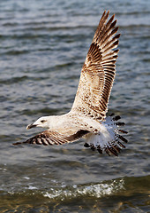 Image showing Beautiful seagull sea  