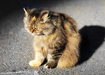 Image showing Beautiful sad cat 