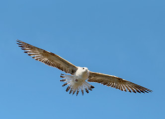 Image showing Beautiful seagull sea  