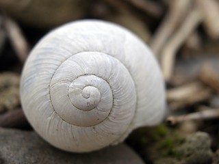 Image showing snail