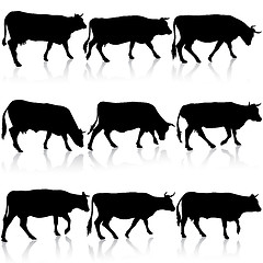 Image showing Collection  black silhouettes of cow. illustration.