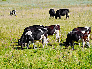 Image showing Cows black and white herd