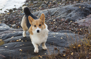 Image showing corgi by the sea