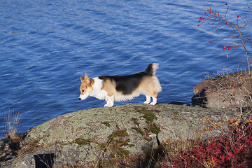 Image showing checking the water