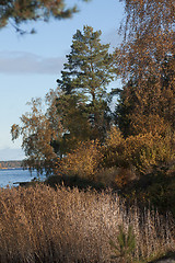 Image showing by the sea in fall