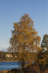 Image showing birch tree in fall