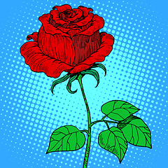 Image showing Rose red flower