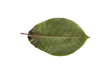 Image showing dry fallen chokeberry tree leaf