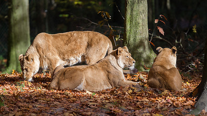 Image showing Three Lionesses enjoying the sun