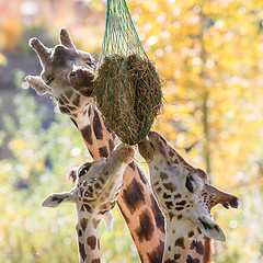 Image showing Three giraffes eating hay 