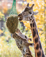Image showing Three giraffes eating hay 