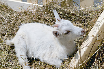 Image showing the young goat eating hay 