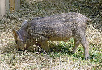 Image showing the young boars eating hay