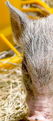 Image showing the young boars eating hay