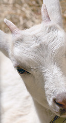 Image showing the young goat eating hay 