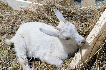 Image showing the young goat eating hay 