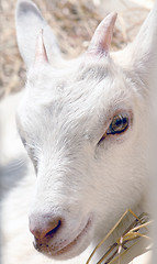 Image showing the young goat eating hay 