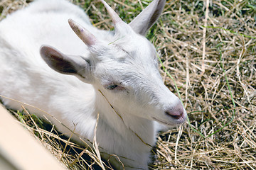 Image showing the young goat eating hay 