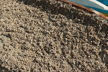 Image showing tunicates attached to boat's hull_5961