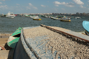 Image showing tunicates attached to boat's hull_5962