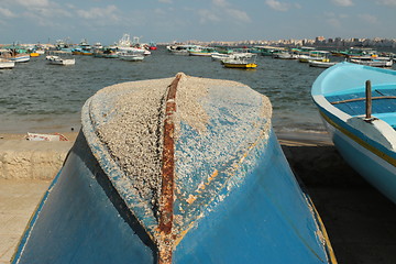 Image showing tunicates attached to boat's hull_5963