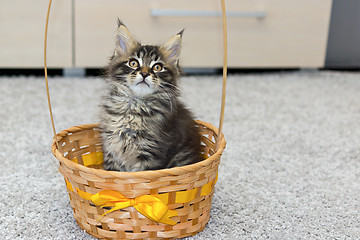 Image showing Small coon kitten in basket