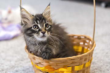 Image showing Mainecoon kitten in basket