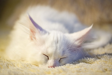 Image showing White maine coon kitten sleeps