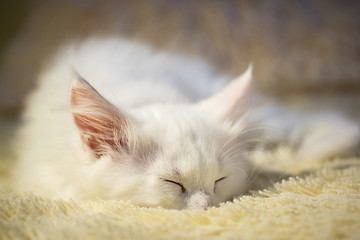 Image showing White coon kitten sleeps