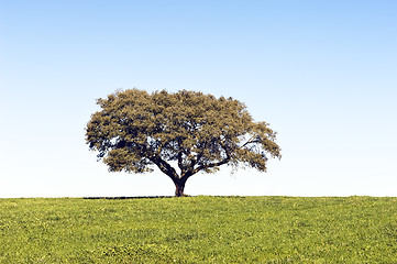 Image showing Lonely tree