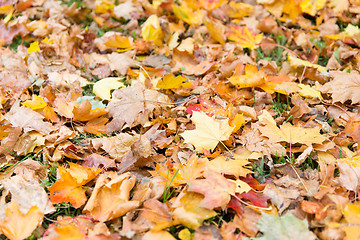 Image showing close up of fallen maple leaves on grass