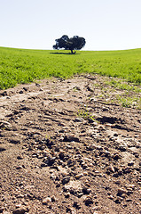 Image showing Eroded field