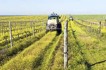 Image showing  Tractors spraying the vineyard