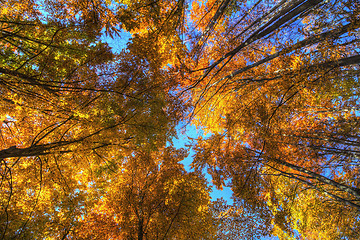Image showing Colorful foliage in the trees