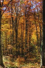 Image showing Colorful foliage in the trees