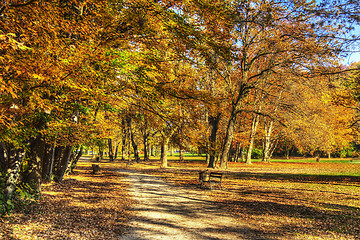 Image showing Colorful foliage in the trees