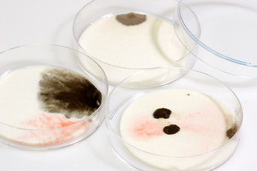 Image showing Petri Dishes