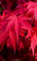 Image showing Red autumn leaves