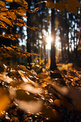 Image showing Autumn forest