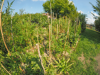 Image showing Vegetable garden