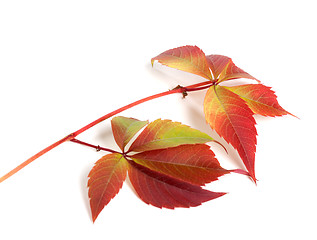 Image showing Branch of autumn red grapes leaves (Parthenocissus quinquefolia 