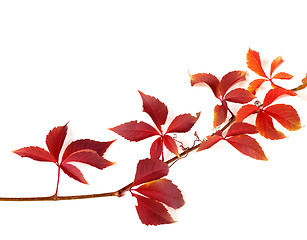 Image showing Twig of autumnal red grapes leaves