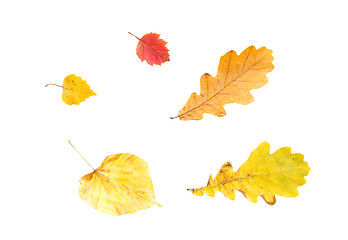 Image showing set of different fallen autumn leaves